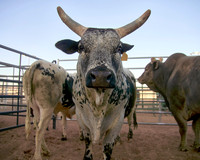 Earn Your Spurs 2024