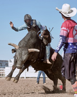 Steer / Bulls