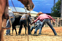 Wild Cow Milking