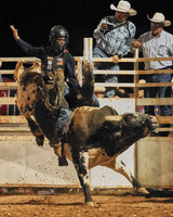 Bulls