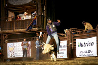 12-14 Mini Bulls