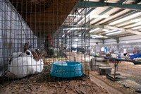 Livestock Show