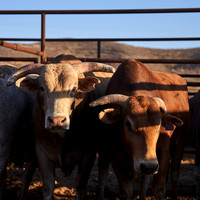 May 2022 Team Bull Riding